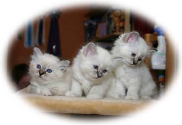 Tre tabby1543w Tre tabby1543w